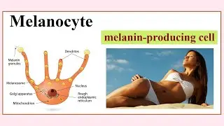 melanocyte