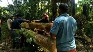 Proses Penabangan dan Evakuasi Kayu Durian Pak Djarwo di bayar Cash Oleh Juragan Muda dari Bandung.