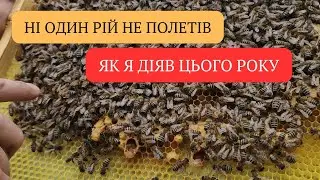 УНИКНУВ РОЇННЯ ПІД ЧАС ХОЛОДУ. Протиройовий метод. Роїння бджіл.