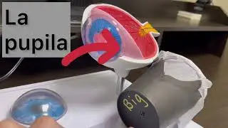 Experimento científico fácil para mostrar cómo funciona el ojo