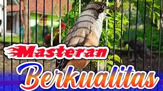 CENDET GACOR ‼️MASTERAN UNTUK MENAMBAH KUALITAS SUARA CENDET ANDA