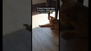 The cat played midwife🐈😁