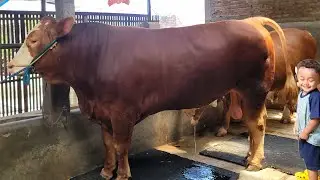 Kondisi Terkini Kandang Berkah Samudera Farm 🔥🔥🔥