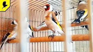 Очень крупный щегол на фоне обычных.