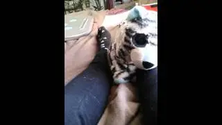Creepycats