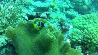 Clark's anemonefish
