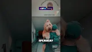 Эта собака НЕНАВИДИТ эскалаторы!😲