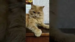 Работаешь, работаешь... #shorts #кот #котики #юмор #позитив