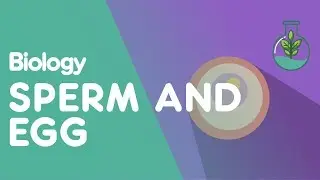 Sperm and Eggs Cells | Cells | Biology | FuseSchool