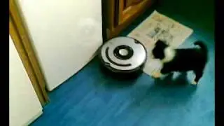 wee dude - takes on a mechanical monster (well a roomba)