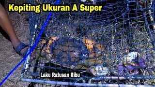 KEPITING UKURAN SUPER, Laku Ratusan Ribu Jika Di Jual