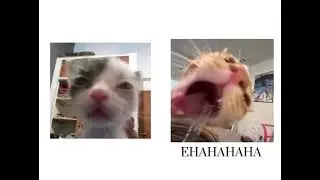 Best cat meme duo