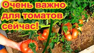 Последняя важная работа с томатами
