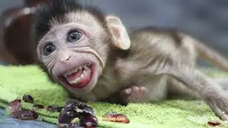 Oops!! What wrong happen on baby monkey Ting Ting open big mouth