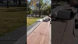 ГОЛУБИ МОШЕННИКИ как разводят в Москве? 
