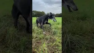 Elvis und seine Galgos… 