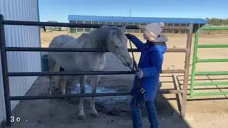Semi-Protective Contact Haltering