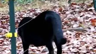 Cats Gets SHOCKED By ELECTRIC Fence