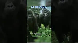 Baby robotic, gorilla in the mist 