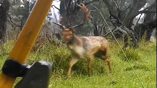Fallow Buck's lucky day