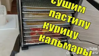 Рецепт пастилы,вяленой курицы и вяленых кальмаров к пиву в дегидраторе, сушилке Oberhof B-53.