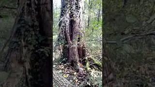 Светлая полоса!(1)