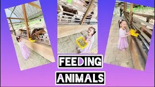 Feeding Animals