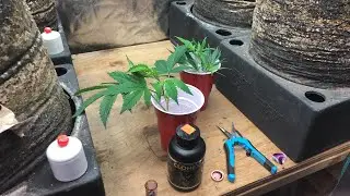 Clone cannabis live🔴