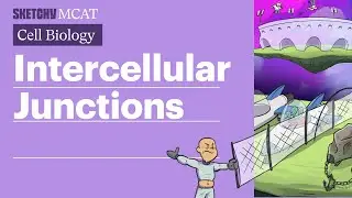 Intercellular Junctions: Gap, Tight & Desmosomes (Full Lesson) | Sketchy MCAT
