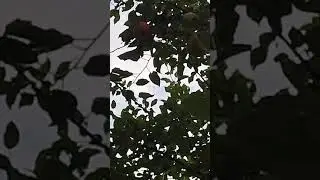 Мичурину бы понравилось ...#подпишись #образование