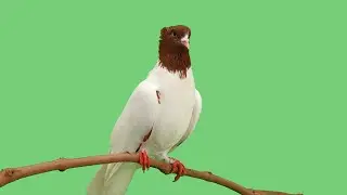 Pigeons bird New green screen video 