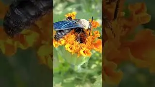 Оса с удачного ракурса 🔥