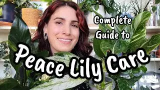 VARIEGATED PEACE LILY CARE!! 🌿 a complete guide to caring for your Spathiphyllum plants 💕