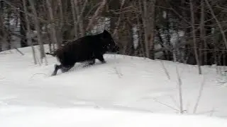 Кабаны у обочины