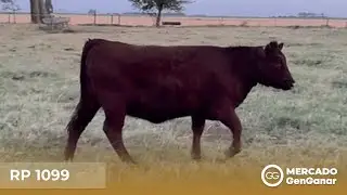 Vaquillona Shorthorn RP 1099