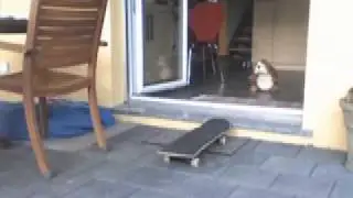 Boxi and Wilson.mov