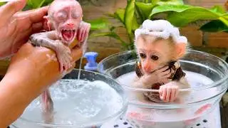 Cute Little Monkey Enjoys Bubble Bath | Monkey Bath Day with Soft Shampoo