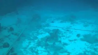 Turtle near Gili Meno