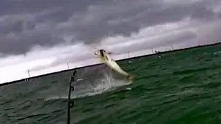 Summer Tarpon Fishing Be Like...
