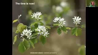 Author Event: Uli Lorimer, The Northeast Native Plant Primer