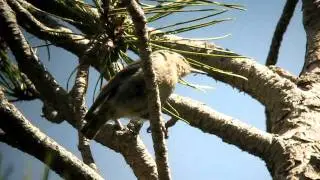 Juvenile Corsican Nuthatch - Sitta whiteheadi, Haut Asco