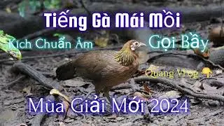 Gà Mái Rừng Kêu Trống | Cực Sung | 2024