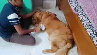 বাড়ির পোষ্যের লোম কিভাবে ভালো রাখবেন । এইভাবে করলে লোম ওঠার ঝামেলা থেকে মুক্তি ।