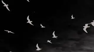 birds using linear key in after effect