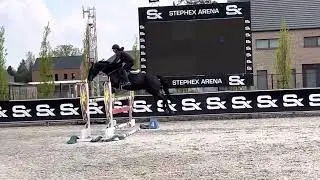 Kto Diamant - mare, 2015 (Diamant de Semilly x Major de la Cour) training jumping
