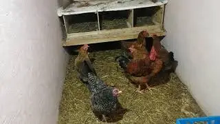 The best breeds of chickens are Maran, Mechelen Cuckoo, Kuchinskaya Yubileinaya.