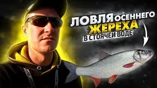 Ловля ЖЕРЕХА ОСЕНЬЮ на спиннинг В СТОЯЧЕЙ ВОДЕ / Рыбалка на Припяти