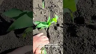 🌽 Сев в переувлажнённую почву