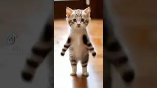Cat dance #techno #music #rave #ai