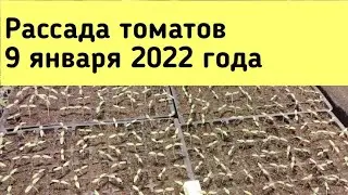 Рассаде томатов  5 суток.Мой первый опыт с лампами Днат. 9 января 2022 года.